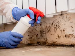 Professional Mold Inspection in Loretto, PA